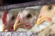 Gripa aviar: alarm fals