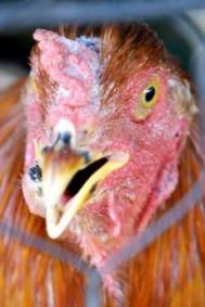 China menþine secretul asupra mãsurilor de combatere a gripei aviare