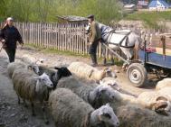 „Rascolul“ oilor, la Bicaz