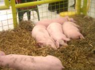 Vaccinarea mpotriva pestei porcine ncepe de Ignat
