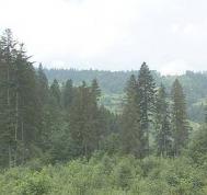 Afacere imobiliarã:  777 hectare de pãdure cu 2,7 milioane de euro