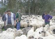 Rãscolul oilor, o traditie care încã mai dãinuie